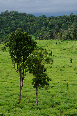 포토 JPG 해외이미지 나무 식물 아시아 도로 여행 백그라운드 낙엽 잎 자연 아침 산 풍경 사람없음 야외 초록색 여름 태양 환경 침묵 트래킹 안개 성장 시골 소나무 숲 뿌리 장면 지역 굴곡 방법 파라다이스 해외202004 해외포토 주간 자연요소 계절 나라 길 컬러 교통시설 레저 날씨 소리 생태계 파일형식 이미지허브