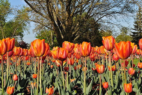 포토 JPG 해외이미지 식물 꽃 오렌지 전구 사람없음 정원 봄 튤립 해외202004 해외포토 계절 과일 파일형식 이미지허브