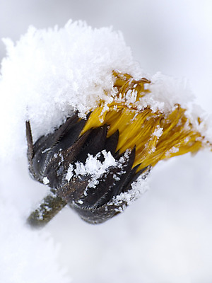 포토 JPG 해외이미지 나무 꽃잎 꽃 백그라운드 크리스마스 겨울 사람없음 노란색 얼음 화환 침묵 폭포 추위 흰색 축하 숲 편지 서리 신성 해외202004 해외포토 자연요소 식물 계절 기념일 컬러 컨셉 자연 소리 파일형식 이미지허브