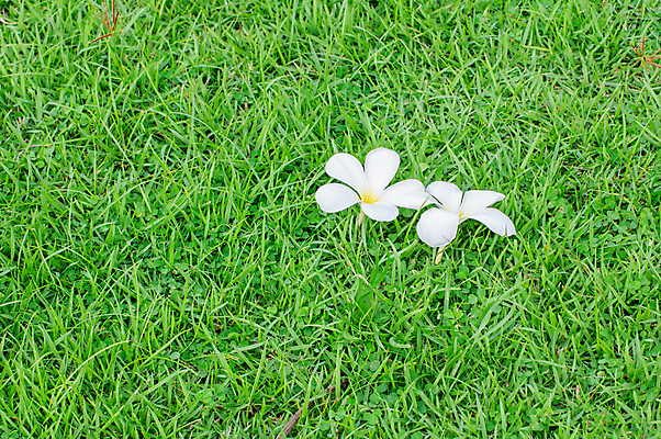 포토 JPG 해외이미지 식물 계절 백그라운드 밭 자연 잔디 사람없음 야외 초록색 환경 봄 활발 성장 신선 칼날 에코 질감 내추럴 생태학 해외202004 해외포토 교육 컬러 컨셉 농업 생태계 파일형식 이미지허브