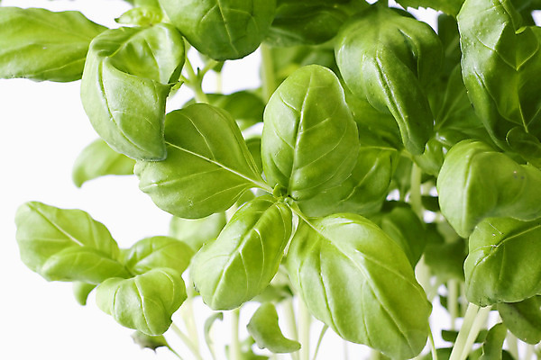 포토 JPG 해외이미지 식물 음식 백그라운드 잎 다이어트 채소 재료 건강 요리 사람없음 장식 초록색 주방 정원 저녁식사 이탈리아 샐러드 성장 흰색 신선 양념 달콤 맛 지중해 허브 향신료 향료 향 바질 국산 리빙 내추럴 점심식사 해외202004 해외포토 유럽 바다 컬러 컨셉 식사 향기 냄새 향미료 파일형식 이미지허브