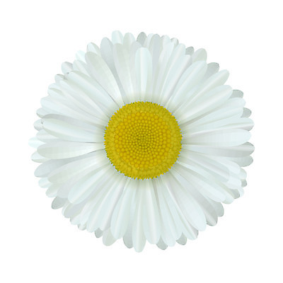 EPS 해외이미지 식물 디자인 계절 꽃잎 꽃 백그라운드 컨셉 꽃무늬 밭 일러스트 자연 휴가 잉크 장식 노란색 머리 환경 정원 맑음 봄 벚꽃 흰색 인사 신선 화려 자르기 유기농 데이지 심플 꽃가루 부드러움 공상 고립 엘리먼트 캐모마일 해외202004 해외일러스트 웰빙 컬러 무늬 농업 모션 날씨 신체부위 예절 감각 가루 허브 생태계 파일형식 벡터 이미지허브