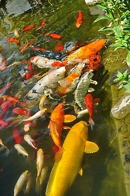 포토 JPG 해외이미지 동물 척추동물 음식 자연 어류 사람없음 야외 물 연못 잉어 해외202004 해외포토 자연요소 수중동물 생태계 파일형식 이미지허브