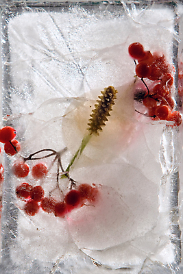 포토 JPG 해외이미지 식물 계절 열매 꽃잎 꽃 꽃다발 백그라운드 컨셉 잎 꽃무늬 자연 유리 추상 발렌타인데이 사람없음 가로 빨간색 물 파란색 반사 냉동 얼음 블록 거품 추위 벚꽃 흰색 신선 신용카드 투명 다발 순수 상쾌 서리 꽃수술 카피스페이스 해외202004 해외포토 자연요소 감정 컬러 무늬 데이이벤트 재질 금융 공백 생태계 파일형식 이미지허브