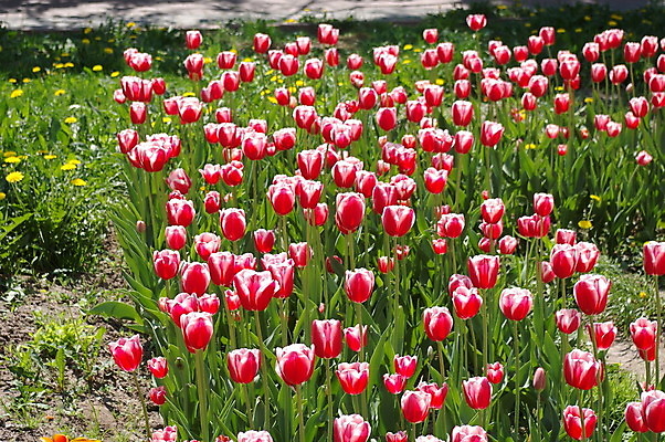 포토 JPG 해외이미지 식물 꽃잎 꽃 꽃다발 잎 꽃무늬 자연 사람없음 장식 빨간색 머리 활발 튤립 성장 벚꽃 제비꽃 원예 꽃수술 해외202004 해외포토 컬러 컨셉 무늬 취미 신체부위 생태계 파일형식 이미지허브