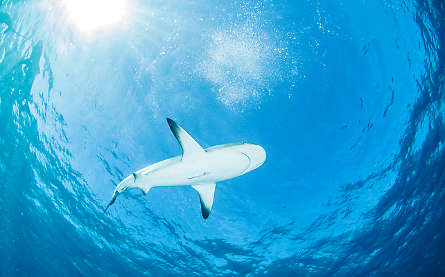 포토 JPG 해외이미지 동물 야생동물 스포츠 바다 여행 백그라운드 자연 어류 사람없음 야외 물 파란색 바닷속 수중 산호 위험 다이빙 육식동물 암초 깊이 바하마 해외202004 해외포토 자연요소 컬러 컨셉 수영 수중동물 자포동물 생태계 수중스포츠 파일형식 이미지허브