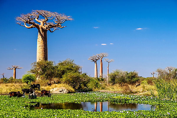 포토 JPG 해외이미지 나무 식물 동물 꽃 길 호수 백그라운드 잎 아프리카 자연 열대 건조 풍경 사람없음 야외 초록색 물 파란색 반사 침묵 고요 연못 소 숲 큼 마다가스카르 아열대 그리너리 해외202004 해외포토 자연요소 나라 컬러 포유류 소리 크기 생태계 파일형식 트랜드컬러 이미지허브