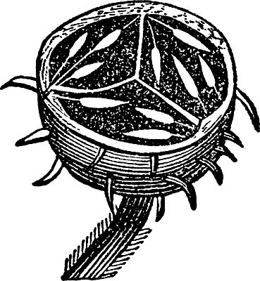 EPS 해외이미지 선 줄기 과일 일러스트 미술 씨앗 검은색 수확 흰색 그림 판화 구스베리 해외202004 해외일러스트 식물 열매 컬러 농업 문화예술 파일형식 벡터 이미지허브