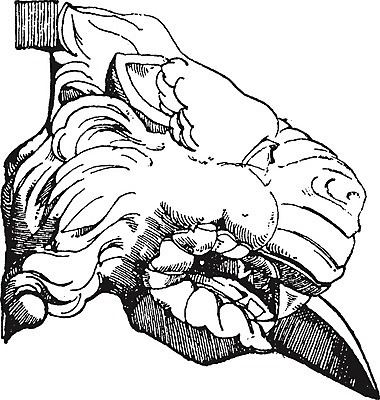 EPS 해외이미지 선 일러스트 미술 머리 검은색 수확 흰색 오픈 입 사자 그림 판화 빗물 해외202004 해외일러스트 컬러 농업 포유류 문화예술 신체부위 비_날씨 파일형식 벡터 이미지허브