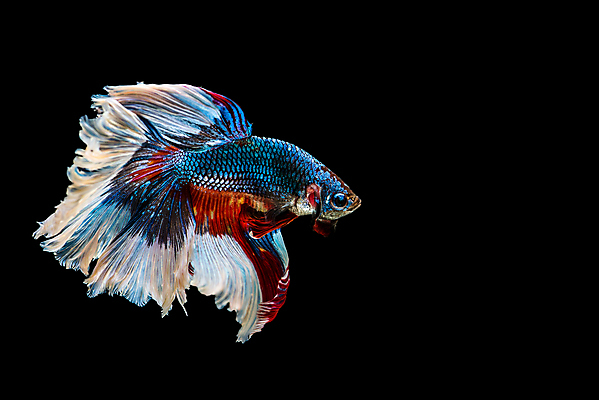 포토 JPG 해외이미지 동물 드레스 분홍색 포즈 백그라운드 모션 자연 불 왕관 어류 취미 사람없음 반려동물 컬러풀 수영 희망 힘 달 흰색 용 고급 우아함 닫기 눈금 생물학 꼬리 싸움 수족관 노려봄 고립 이국적 해외202004 해외포토 자연요소 옷 교육 감정 컬러 컨셉 표정 수중동물 수상스포츠 생태계 파일형식 이미지허브