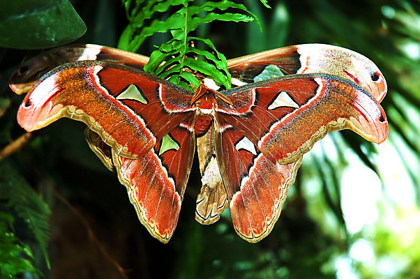 포토 JPG 해외이미지 동물 야생동물 곤충 2 자연 사람없음 컬러풀 쌍 벌레 큼 나방 동물상 지도책 해외202004 해외포토 컬러 책 조형물 크기 생태계 파일형식 이미지허브
