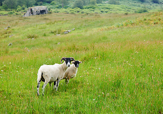 포토 JPG 해외이미지 동물 밭 농업 자연 영국 털 사람없음 야외 초록색 농장 농경지 농사 가축 흰색 시골 양 방목 장면 양고기 방목장 밭일 스코틀랜드 해외202004 해외포토 유럽 산업 컬러 포유류 육류 축산업 생태계 파일형식 이미지허브