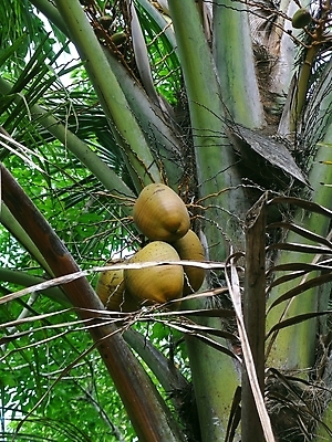 포토 JPG 해외이미지 나무 식물 계절 아시아 여행 백그라운드 잎 농업 과일 자연 휴가 손바닥 사람없음 초록색 여름 코코넛 해외202004 해외포토 손 나라 산업 컬러 생태계 파일형식 이미지허브
