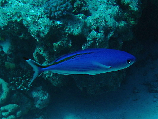 포토 JPG 해외이미지 야생동물 바다 자연 이집트 어류 사람없음 해외202004 해외포토 동물 아프리카 수중동물 생태계 파일형식 이미지허브
