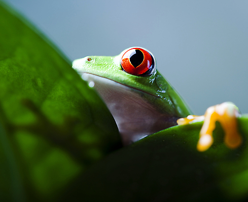 포토 JPG 해외이미지 주간 한마리 야생동물 잎 양서류 근접촬영 사람없음 야외 청개구리 해외202004 해외포토 자연요소 식물 동물 1 뷰포인트 개구리 파일형식 이미지허브