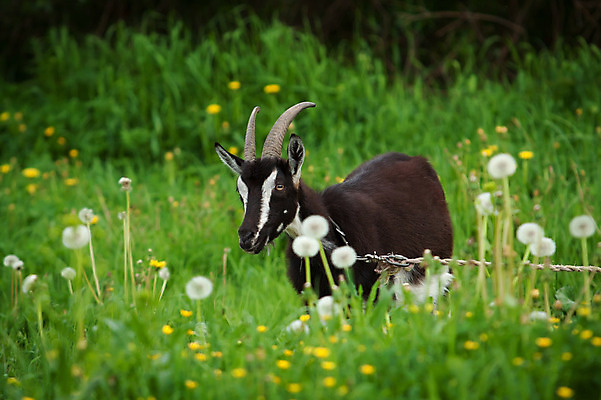 포토 JPG 해외이미지 동물 1 응시 계절 꽃 백그라운드 꽃무늬 밭 자연 염소 뿔 풍경 사람없음 야외 가로 초록색 여름 빛 농장 노란색 환경 검은색 줄무늬 우유 흰색 시골 신선 민들레 묶기 내추럴 해외202004 해외포토 식물 시선 컬러 무늬 농업 포유류 모션 유제품 생태계 파일형식 이미지허브