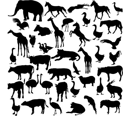 EPS 해외이미지 동물 실루엣 야생동물 날개 일러스트 포유류 자연 갈매기 조류 염소 코끼리 오리 동물원 세트 치킨 양 호랑이 소 사자 수집 왜가리 기린 사파리 깃털 기중기 황소 꼬리 앵무새 독수리 영양 얼룩말 거위 타조 수탉 램 해외202004 해외일러스트 촬영기법 닭 말_동물 중장비 수컷 생태계 닭고기요리 파일형식 벡터 이미지허브
