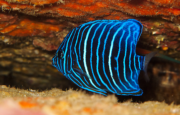 포토 JPG 해외이미지 야생동물 바다 여행 학교 모션 청소년 자연 휴가 천사 어류 풍경 사람없음 야외 파란색 바닷속 수중 수영 물방울 아래 다이빙 생물학 지느러미 내추럴 깊이 동물상 생태학 침몰 많음 해외202004 해외포토 동물 교육 컬러 컨셉 사람 조형물 수중동물 수상스포츠 방향 생태계 위치 수중스포츠 파일형식 이미지허브