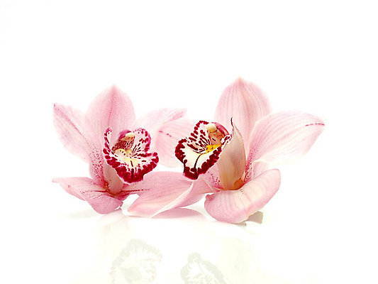 포토 JPG 해외이미지 식물 꽃잎 꽃 화초 줄기 분홍색 꽃다발 백그라운드 꽃무늬 자연 동양인 사람없음 파란색 컬러풀 벚꽃 나뭇가지 개화 난초 열정 나방 내추럴 강렬 고립 단아함 이국적 해외202004 해외포토 나무 감정 컬러 곤충 무늬 인종 생태계 파일형식 이미지허브