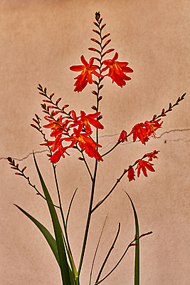 포토 JPG 해외이미지 식물 꽃 벽 백그라운드 꽃무늬 자연 사람없음 빨간색 빛 컬러풀 햇빛 갈색 활발 들꽃 벚꽃 진홍색 내추럴 해외202004 해외포토 컬러 컨셉 무늬 태양 생태계 파일형식 이미지허브