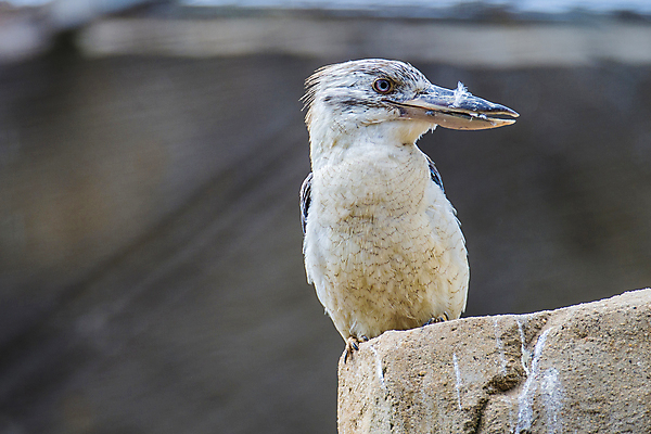 포토 JPG 해외이미지 동물 과학 날개 조류 사람없음 물 컬러풀 깃털 생물학 물총새 이국적 해외202004 해외포토 자연요소 교육 컬러 파일형식 이미지허브