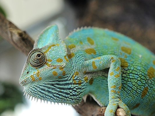 포토 JPG 해외이미지 동물 응시 야생동물 파충류 자연 풍경 사람없음 초록색 나뭇가지 카멜레온 특별함 해외202004 해외포토 나무 시선 컬러 컨셉 생태계 파일형식 이미지허브