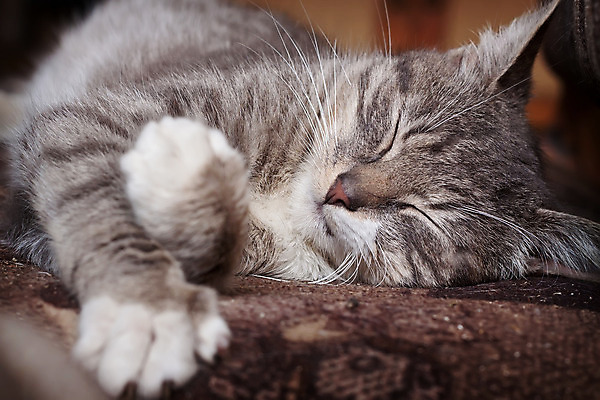 포토 JPG 해외이미지 동물 1 여자 포스터 백그라운드 휴식 수염 털 사람없음 가로 갈색 고양이 줄무늬 꿈 회색 흰색 잠 닫기 귀 내추럴 거짓말 해외202004 해외포토 컬러 컨셉 무늬 포유류 모션 사람 신체부위 반려동물 파일형식 이미지허브