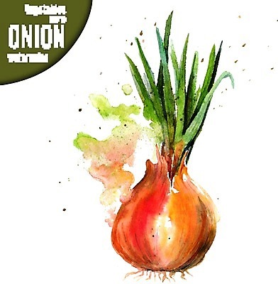 EPS 해외이미지 음식 채소 일러스트 재료 양파 수채화 건강 요리 미술 그래픽 초록색 정원 신선 반지 조미료 허브 향신료 그림 뿌리 향료 판화 개조 해외202004 해외일러스트 식물 컬러 장신구 문화예술 향기 냄새 향미료 파일형식 벡터 이미지허브