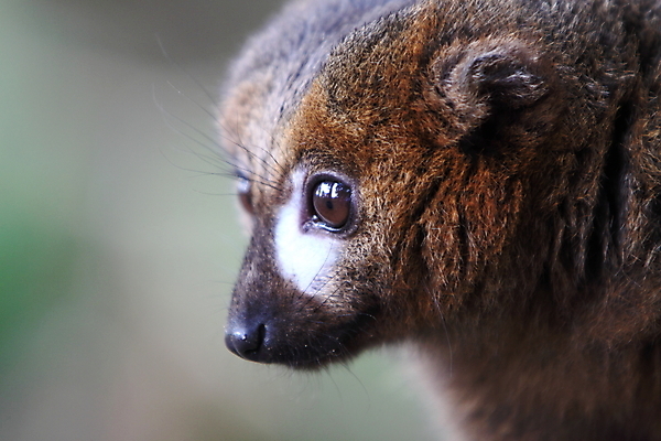 포토 JPG 해외이미지 얼굴 야생동물 포유류 자연 사람없음 빨간색 모피 여우원숭이 해외202004 해외포토 동물 컬러 신체부위 원숭이 생태계 파일형식 이미지허브