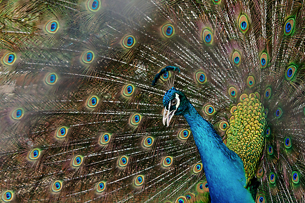 포토 JPG 해외이미지 동물 남자 야생동물 백그라운드 패턴 자연 조류 사람없음 장식 초록색 파란색 컬러풀 머리 활발 펼침 의식 우아함 공작 깃털 묘사 즐거움 질감 꼬리 부리 번짐 보여주기 동물상 터키석 해외202004 해외포토 감정 컬러 컨셉 무늬 모션 사람 신체부위 조형물 보석 생태계 파일형식 효과 이미지허브