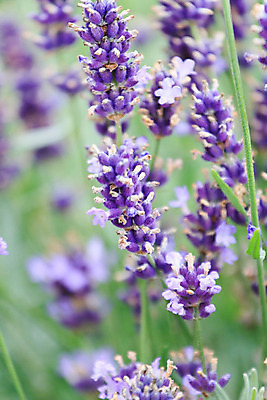 포토 JPG 해외이미지 식물 꽃 문화 곤충 밭 농업 자연 사람없음 장식 초록색 파란색 농작물 약 농장 머리 정원 보라색 성장 벌 허브 꿀 라벤더 정중 전경 해외202004 해외포토 동물 산업 컬러 컨셉 의학 풍경 신체부위 생태계 파일형식 탑뷰 이미지허브