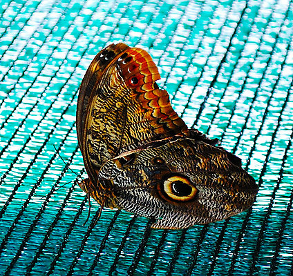 포토 JPG 해외이미지 동물 계절 여자 꽃잎 꽃 야생동물 나비 곤충 잎 날개 자연 휴식 기술 안테나 사랑 사람없음 야외 장식 초록색 여름 검은색 활발 나뭇가지 점 화려 닫기 작음 싱글 나방 이국적 해외202004 해외포토 나무 식물 감정 컬러 컨셉 통신 모션 사람 크기 생태계 파일형식 이미지허브