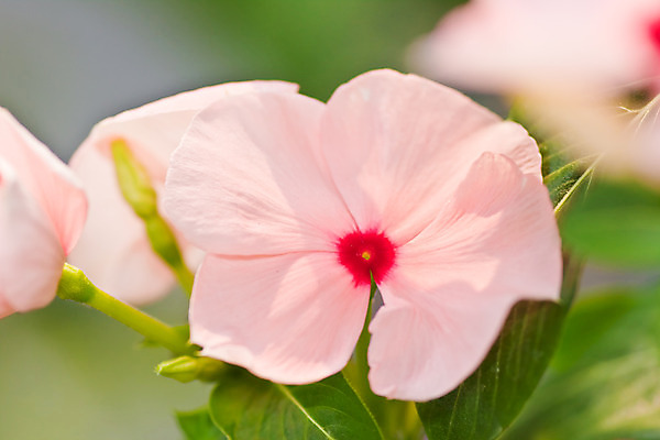 포토 JPG 해외이미지 식물 계절 꽃잎 꽃 분홍색 잎 꽃무늬 자연 여러명 사람없음 장식 빨간색 세로 초록색 파란색 약 정원 맑음 보라색 화목 봄 활발 벚꽃 흰색 신선 개화 약초 4월 허브 고립 해외202004 해외포토 컬러 다수 컨셉 무늬 의학 날씨 사람 풀_식물 날짜 생태계 파일형식 이미지허브