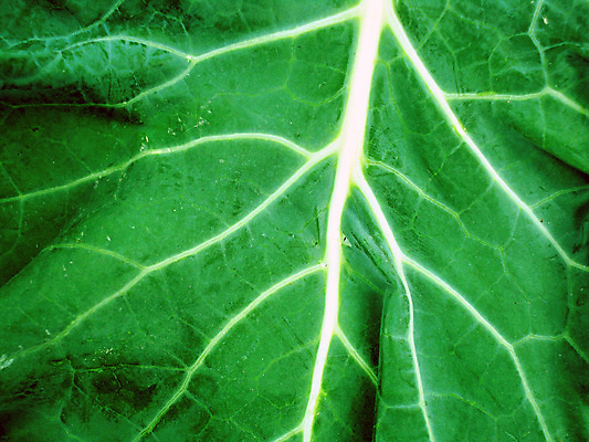 포토 JPG 해외이미지 나무 식물 줄기 백그라운드 잎 꽃무늬 패턴 자연 추상 사람없음 초록색 여름 빛 노란색 환경 정원 봄 활발 성장 가을 투명 칼날 순수 유기농 원예 질감 생물학 지역 정맥 내추럴 진행 개발 광합성 해외202004 해외포토 웰빙 계절 교육 꽃 컬러 컨셉 무늬 취미 생태계 혈관 파일형식 이미지허브