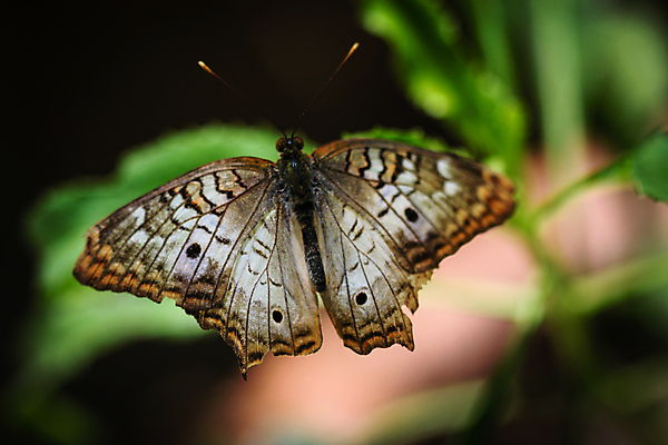 포토 JPG 해외이미지 동물 야생동물 나비 곤충 패턴 날개 자연 안테나 사람없음 컬러풀 갈색 검은색 흰색 점 공작 내추럴 동물상 해외202004 해외포토 컬러 무늬 통신 조류 조형물 생태계 파일형식 이미지허브