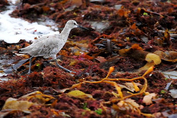 포토 JPG 해외이미지 동물 응시 유럽 야생동물 음식 파도 바다 날개 자연 조류 휴식 종류 서기 사람없음 야외 목재 물 여름 파란색 반사 환경 바위 흰색 고독 습지 포르투갈 먹기 깃털 부리 진흙 내추럴 동물상 해외202004 해외포토 자연요소 나무 시선 계절 감정 나라 컬러 컨셉 재료 모션 조형물 돌_바위 생태계 파일형식 이미지허브