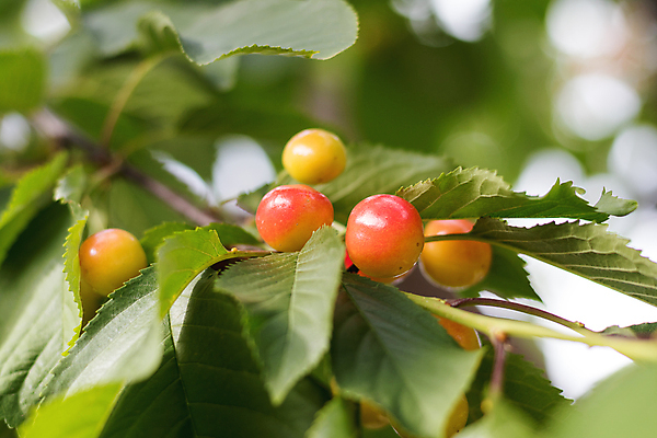 포토 JPG 해외이미지 나무 식물 음식 잎 농업 오렌지 과일 날씨 건강 사람없음 초록색 여름 농장 정원 주스 사막 수확 나뭇가지 신선 달콤 맛 과수원 잼 유기농 오르기 향기 내추럴 마멀레이드 숙성 해외202004 해외포토 웰빙 계절 산업 음료 컬러 컨셉 모션 소스_음식 냄새 파일형식 이미지허브