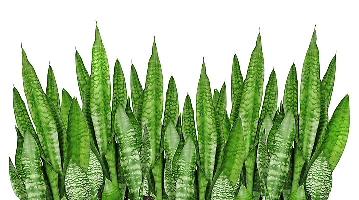 포토 JPG 해외이미지 식물 꽃 화분 화초 백그라운드 잎 자연 주택 실내 취미 사람없음 내부 장식 세로 초록색 환경 정원 성장 흰색 신선 허브 싱글 흰배경 개발 고립 모종 심기 세련 해외202004 해외포토 컬러 모션 건물 생태계 파일형식 이미지허브