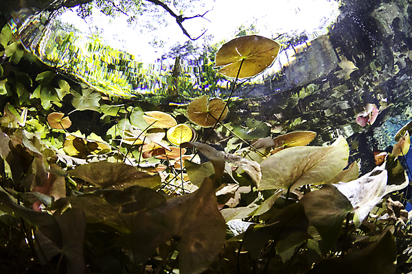 포토 JPG 해외이미지 식물 바다 여행 백그라운드 자연 하늘 휴가 멕시코 사람없음 초록색 물 파란색 컬러풀 햇빛 태양 평화 환경 수중 중앙아메리카 동굴 다이빙 유카탄 석회암 해외202004 해외포토 자연요소 컬러 컨셉 북아메리카 아메리카 수영 암석 생태계 수중스포츠 파일형식 이미지허브