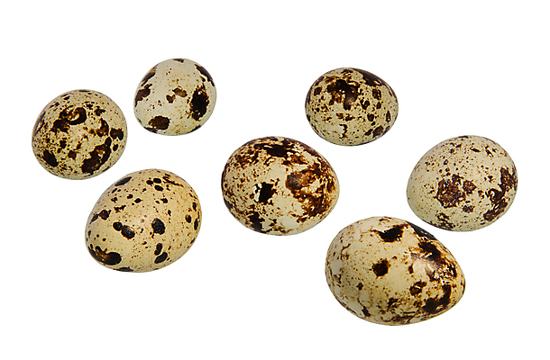 포토 JPG 해외이미지 동물 음식 백그라운드 농업 재료 요리 사람없음 반려동물 갈색 우주 껍질 흰색 그룹 아침식사 작음 먹기 오브젝트 날것 노른자 고립 단백질 메추리 전경 해외202004 해외포토 산업 컬러 모션 풍경 계란 식사 크기 영양소 파일형식 탑뷰 이미지허브