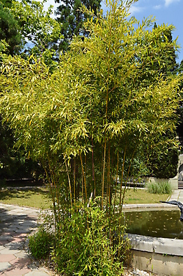 포토 JPG 해외이미지 나무 식물 공원 아시아 바다 여행 백그라운드 잎 농업 자연 휴가 열대 풍경 사람없음 야외 초록색 물 여름 빛 햇빛 정원 봄 젖음 성장 나뭇가지 연못 숲 그늘 시원함 대나무 양치류 이국적 많음 해외202004 해외포토 자연요소 계절 공공시설 나라 산업 컬러 컨셉 태양 생태계 파일형식 이미지허브