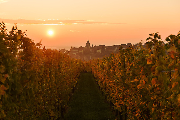 포토 JPG 해외이미지 꽃 유럽 여행 밭 농업 자연 아침 휴가 주택 풍경 사람없음 야외 건물 초록색 파란색 태양 마을 일출 와인 프랑스 시골 도시 역사 재산 그림 포도밭 포도나무 보여주기 루트 옛날 해외202004 해외포토 주간 자연요소 식물 건축물 나라 산업 컬러 모션 주류 금융 노을 과일나무 생태계 파일형식 이미지허브