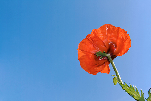 포토 JPG 해외이미지 식물 꽃잎 꽃 줄기 잎 자연 하늘 바닥 사람없음 야외 빨간색 파란색 햇빛 활발 벚꽃 양귀비 깊이 해외202004 해외포토 컬러 컨셉 태양 생태계 파일형식 이미지허브
