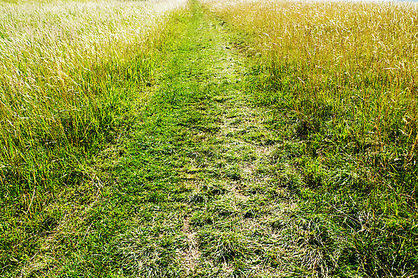 포토 JPG 해외이미지 식물 꽃 도로 길 밭 교통시설 자연 사람없음 해외202004 해외포토 교통 농업 시설 생태계 파일형식 이미지허브