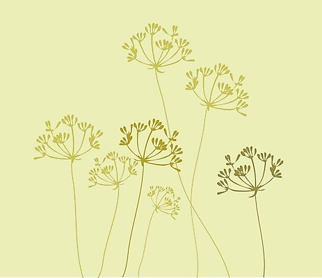 EPS 해외이미지 꽃 백그라운드 일러스트 약 신선 허브 향신료 회향 해외202004 해외일러스트 식물 의학 향미료 파일형식 벡터 양념 이미지허브