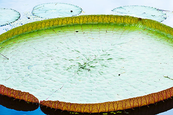 포토 JPG 해외이미지 식물 공원 꽃잎 꽃 종교 선 분홍색 잎 밭 불교 태국 자연 이집트 연꽃 사람없음 야외 초록색 여름 평화 정원 중국 침묵 봄 벚꽃 우아함 백합 심볼 순수 명상 신성 이국적 해외202004 해외포토 계절 공공시설 아시아 컬러 컨셉 농업 아프리카 소리 생태계 파일형식 이미지허브