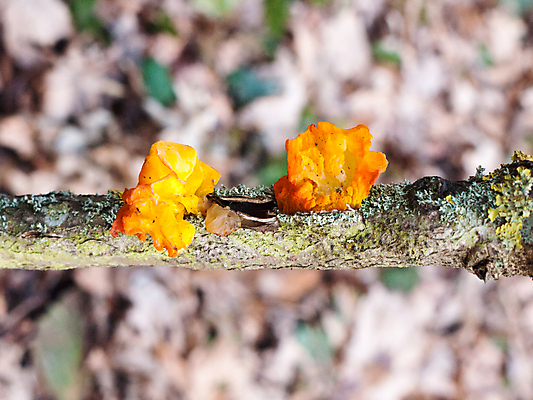 포토 JPG 해외이미지 나무 식물 꽃 유럽 오렌지 자연 건강 사람없음 야외 목재 약 갈색 노란색 정원 버섯 수확 성장 가을 나뭇가지 황금 약초 숲 허브 관목 뇌 유기농 생태계 생물학 부드러움 젤리 버터 내추럴 곰팡이 생태학 식용 아욱 해외202004 해외포토 웰빙 계절 교육 나라 컬러 농업 과일 재료 의학 디저트 풀_식물 감각 파일형식 이미지허브