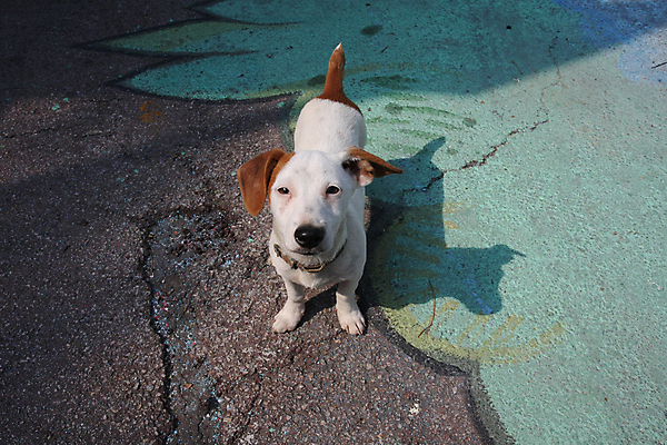 포토 JPG 해외이미지 동물 공원 포즈 자연 거리 사람없음 반려동물 개 강아지 스마트 기르기 세르비아 지능 해외202004 해외포토 공공시설 컨셉 포유류 생태계 돌봄 파일형식 이미지허브