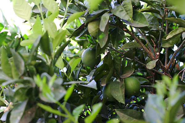 포토 JPG 해외이미지 나무 식물 계절 음식 백그라운드 잎 농업 다이어트 오렌지 과일 자연 귤 건강 사람없음 초록색 여름 주스 신선 달콤 맛 아침식사 지중해 레몬 레모네이드 라임 그리스인 내추럴 강렬 신맛 이국적 치료제 해외202004 해외포토 서양인 산업 음료 바다 컬러 컨셉 약 식사 생태계 에이드 파일형식 이미지허브