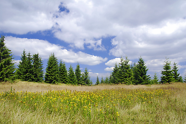 포토 JPG 해외이미지 나무 꽃 백그라운드 자연 하늘 산 풍경 사람없음 여름 노란색 숲 허브 슬로바키아 가문비나무 해외202004 해외포토 식물 계절 유럽 컬러 생태계 파일형식 이미지허브